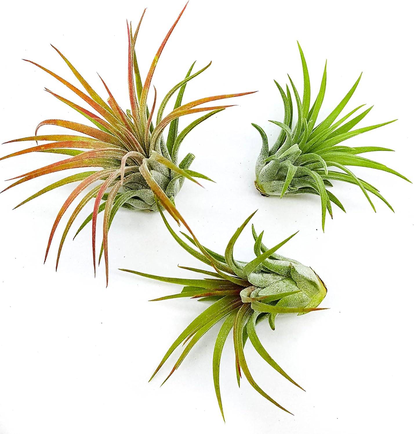 Assorted Ionantha Air Plants - Live Tillandsia Set - Maria